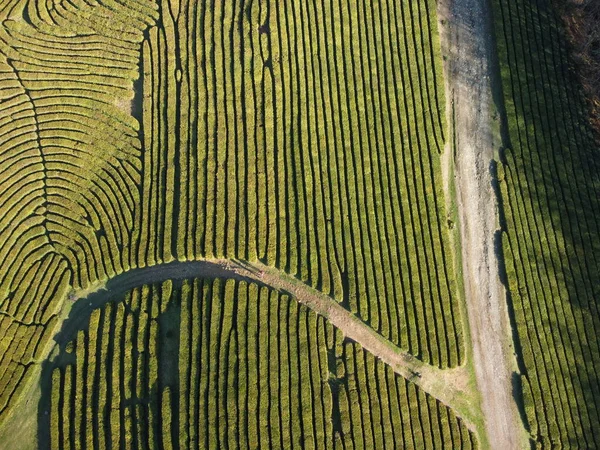 Theeplantages Het Voorjaar Bovenaanzicht — Stockfoto