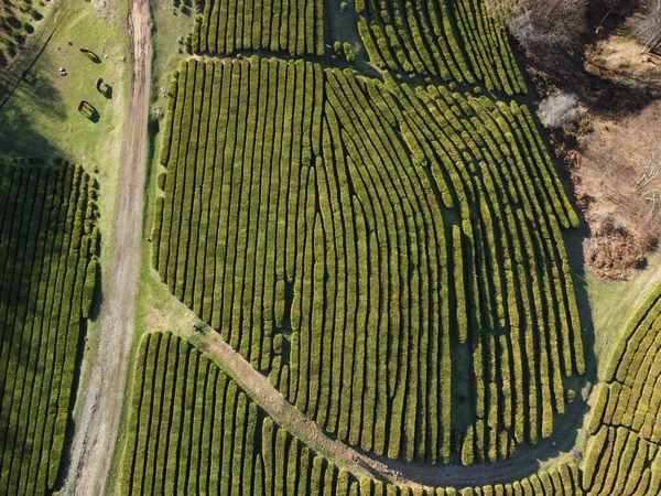 Tea Plantations Spring Top View — Stock Photo, Image