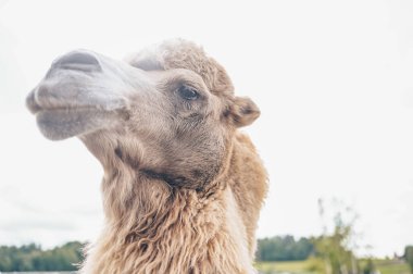 Karelia hayvanat bahçesindeki komik Bactrian devesini kapat. Uzun açık kahverengi kürklü bir kalemdeki tüylü deve onları sıcak tutmak için eğlence için iki kamburu esaret altında tutuyor..