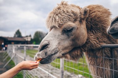 Karelia hayvanat bahçesinde ziyaretçilerin elinden havuç yiyen komik Bactrian devesini kapatın. Uzun açık kahverengi kürklü bir ağıldaki tüylü deve onları sıcak tutmak için esaret altında iki kamburu var.