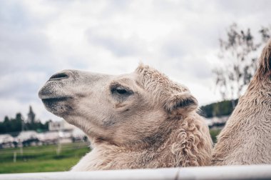 Karelia hayvanat bahçesindeki komik Bactrian devesini kapat. Uzun açık kahverengi kürklü bir kalemdeki tüylü deve onları sıcak tutmak için eğlence için iki kamburu esaret altında tutuyor..