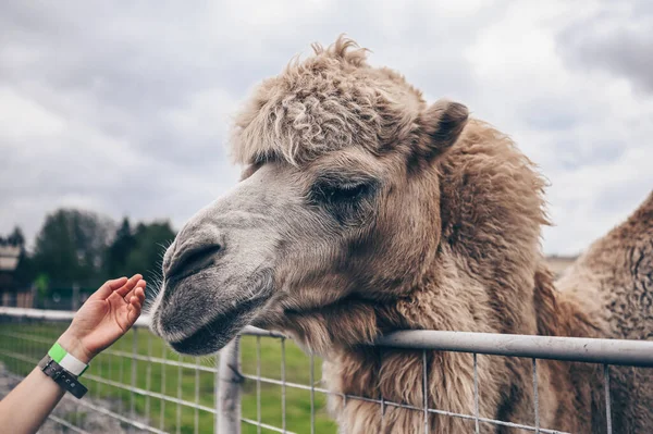 Close up of funny Bactrian camel in Karelia zoo with visitor\'s hand. Hairy camel in a pen with long light brown fur winter coat to keep them warm with two humps in captivity for entertainment.
