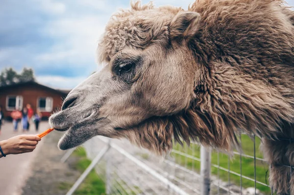 Close up of funny Bactrian camel in Karelia zoo eating carrots from the hands of visitors. Hairy camel in a pen with long light brown fur winter coat to keep them warm with two humps in captivity