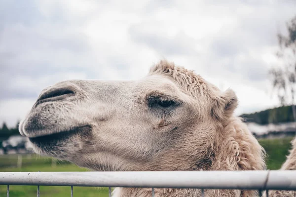 Close up funny Bactrian camel in Karelia zoo. Hairy camel in a pen with long light brown fur coat — Stock Photo, Image