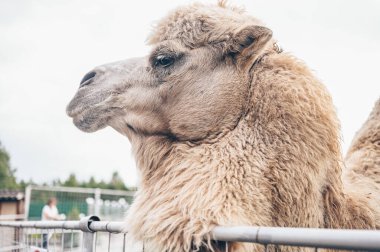 Karelia hayvanat bahçesindeki komik Bactrian devesini kapat. Uzun açık kahverengi kürklü bir kalemdeki kıllı deve.