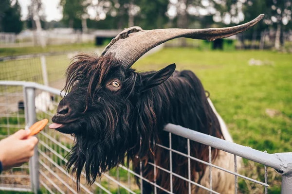 Engraçado close-up foto de Cabra peluda preta no zoológico comendo cenouras das mãos dos visitantes. — Fotografia de Stock