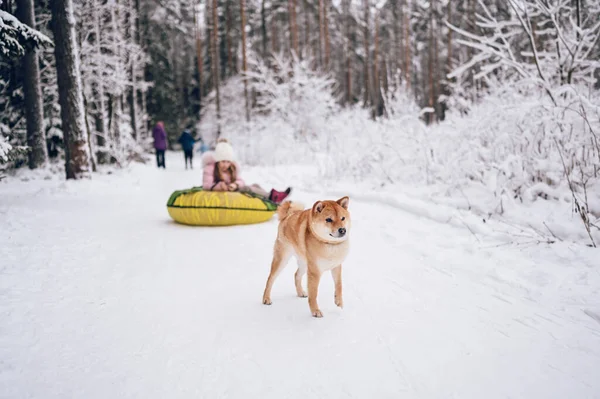 Little Cute Girl Różowej Ciepłej Bieliźnie Zabawy Czerwonym Shiba Inu — Zdjęcie stockowe