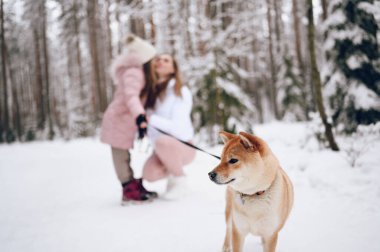 Mutlu aile ferdi genç anne ve pembe, sıcak ve tatlı kız yürüyüş kıyafetleri içinde açık havada, kar beyazı, soğuk kış ormanlarında kırmızı shiba inu köpeğiyle eğleniyorlar. Aile spor tatili aktiviteleri