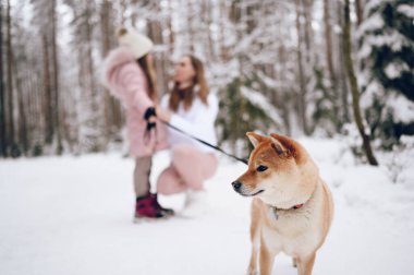 Mutlu aile ferdi genç anne ve pembe, sıcak ve tatlı kız yürüyüş kıyafetleri içinde açık havada, kar beyazı, soğuk kış ormanlarında kırmızı shiba inu köpeğiyle eğleniyorlar. Aile spor tatili aktiviteleri