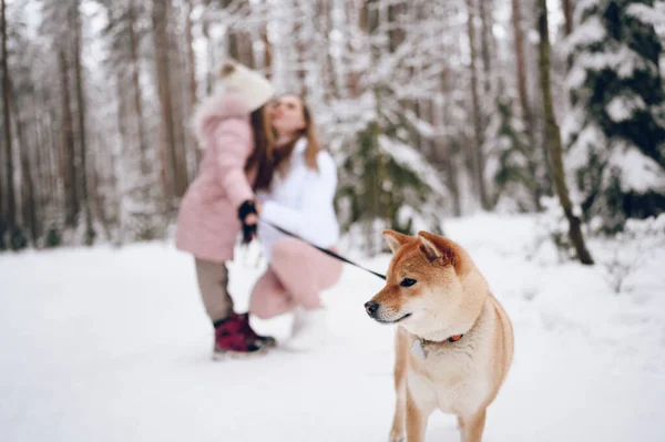 幸せな家族の若い母親とピンクの暖かい外耳道でかわいい女の子雪の白い冬の森の中で赤い柴犬と遊んで歩く屋外 家族スポーツ休暇活動 — ストック写真