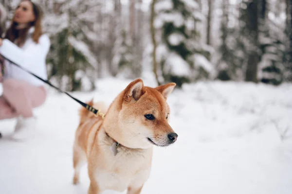 冬は白い雪の上に黒い紐のついた赤い柴犬の肖像画 — ストック写真