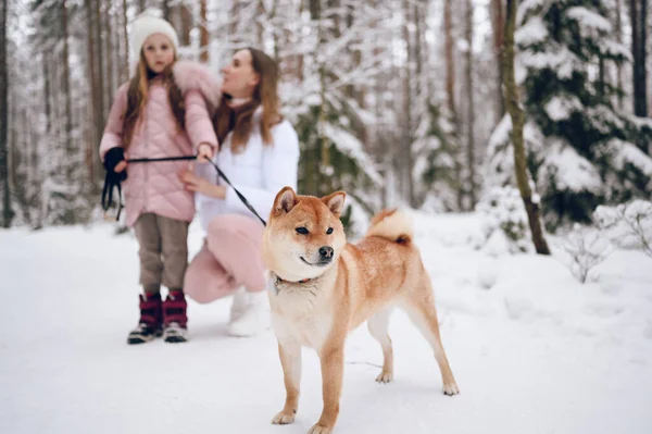 幸せな家族の若い母親とピンクの暖かい外耳道でかわいい女の子雪の白い冬の森の中で赤い柴犬と遊んで歩く屋外 家族スポーツ休暇活動 — ストック写真