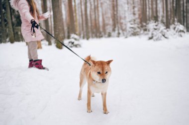 Mutlu aile hafta sonları. Pembe, sıcacık elbiseli küçük tatlı kız dışarıda, karlı, soğuk kış ormanlarında kırmızı shiba inu köpeğiyle eğleniyor. Çocuklar spor tatil aktiviteleri konsepti