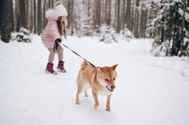 Mutlu aile hafta sonları. Pembe, sıcacık elbiseli küçük tatlı kız dışarıda, karlı, soğuk kış ormanlarında kırmızı shiba inu köpeğiyle eğleniyor. Çocuklar spor tatil aktiviteleri konsepti