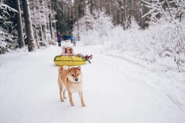 Niña Linda Ropa Abrigo Rosa Divertirse Con Shiba Inu Rojo —  Fotos de Stock