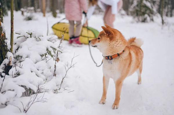 幸せな家族の冬の活動を背景に 白い雪の上に冬に黒い紐を持つ赤い柴犬の肖像画 — ストック写真