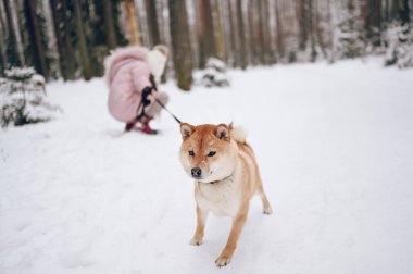 Mutlu aile hafta sonları. Pembe, sıcacık elbiseli küçük tatlı kız dışarıda, karlı, soğuk kış ormanlarında kırmızı shiba inu köpeğiyle eğleniyor. Çocuklar spor tatil aktiviteleri konsepti