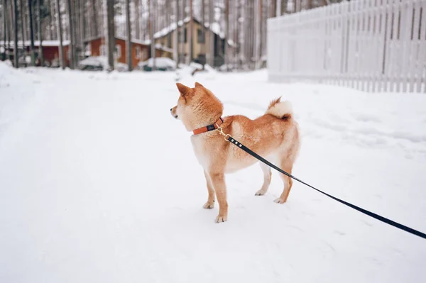 カントリーハウスを背景に 冬に白い雪の上に黒い紐を持つ赤い柴犬の肖像 — ストック写真