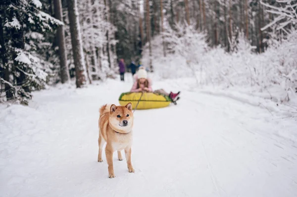 Little Cute Girl Różowej Ciepłej Bieliźnie Zabawy Czerwonym Shiba Inu — Zdjęcie stockowe