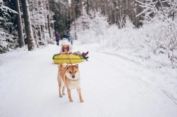 Niña Linda Ropa Abrigo Rosa Divertirse Con Shiba Inu Rojo —  Fotos de Stock