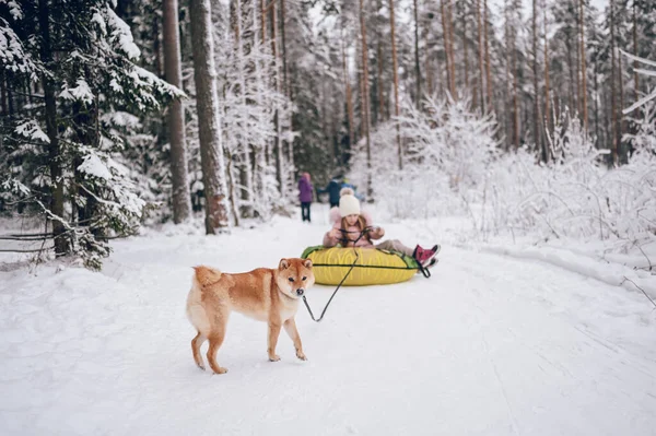 赤い柴犬と楽しいピンクの暖かい耳の中の小さなかわいい女の子は雪の白い寒い冬の屋外で膨脹可能な雪のチューブに乗っています 家族スポーツ休暇活動 — ストック写真