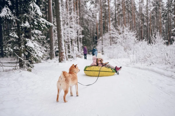 Klein Schattig Meisje Roze Warme Outwear Plezier Met Rode Shiba — Stockfoto