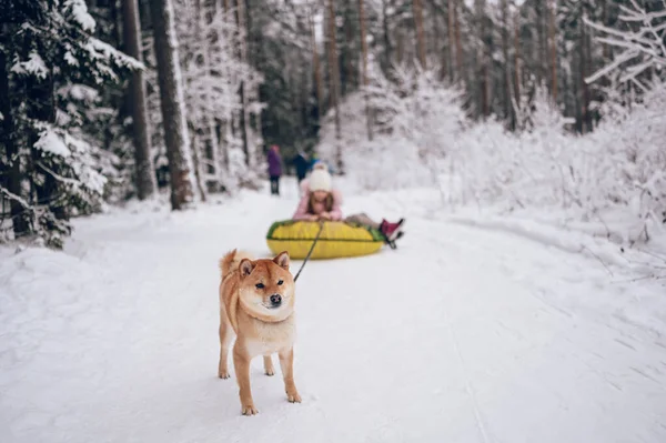 赤い柴犬と楽しいピンクの暖かい耳の中の小さなかわいい女の子は雪の白い寒い冬の屋外で膨脹可能な雪のチューブに乗っています 家族スポーツ休暇活動 — ストック写真