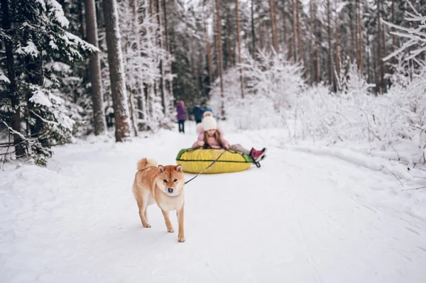 Little Cute Girl Różowej Ciepłej Bieliźnie Zabawy Czerwonym Shiba Inu — Zdjęcie stockowe