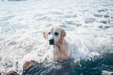 Neşeli Golden Retriever yüzüyor, koşuyor, atlıyor, yazın deniz kıyısında suyla oynuyor.
