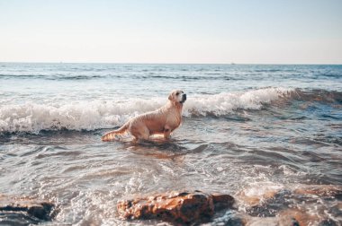 Neşeli Golden Retriever yüzüyor, koşuyor, atlıyor, yazın deniz kıyısında suyla oynuyor.