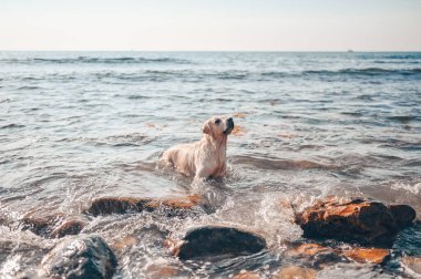 Neşeli Golden Retriever yüzüyor, koşuyor, atlıyor, yazın deniz kıyısında suyla oynuyor.