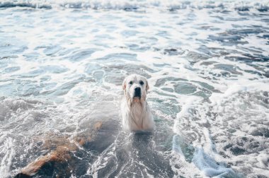 Neşeli Golden Retriever yüzüyor, koşuyor, atlıyor, yazın deniz kıyısında suyla oynuyor.