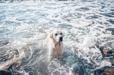 Neşeli Golden Retriever yüzüyor, koşuyor, atlıyor, yazın deniz kıyısında suyla oynuyor.