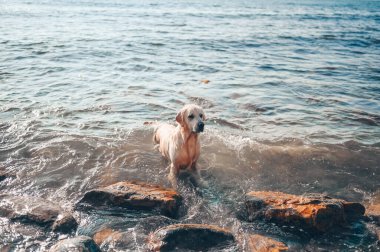 Neşeli Golden Retriever yüzüyor, koşuyor, atlıyor, yazın deniz kıyısında suyla oynuyor.