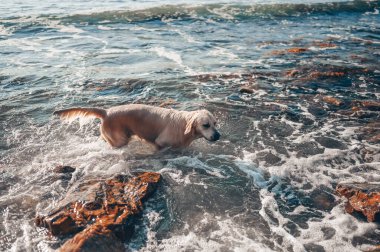 Neşeli Golden Retriever yüzüyor, koşuyor, atlıyor, yazın deniz kıyısında suyla oynuyor.
