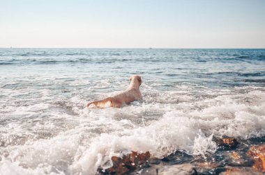 Neşeli Golden Retriever yüzüyor, koşuyor, atlıyor, yazın deniz kıyısında suyla oynuyor..