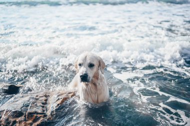 Neşeli Golden Retriever yüzüyor, koşuyor, atlıyor, yazın deniz kıyısında suyla oynuyor..