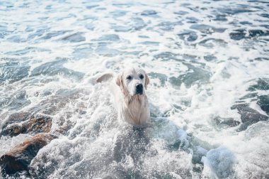Neşeli Golden Retriever yüzüyor, koşuyor, atlıyor, yazın deniz kıyısında suyla oynuyor..