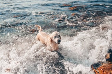 Neşeli Golden Retriever yüzüyor, koşuyor, atlıyor, yazın deniz kıyısında suyla oynuyor..