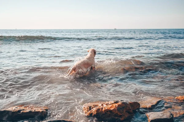 Feliz Alegre Golden Retriever Nadando Corriendo Saltando Juega Con Agua — Foto de Stock