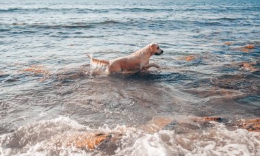 Neşeli Golden Retriever yüzüyor, koşuyor, atlıyor, yazın deniz kıyısında suyla oynuyor..