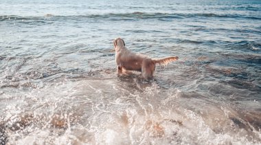Neşeli Golden Retriever yüzüyor, koşuyor, atlıyor, yazın deniz kıyısında suyla oynuyor..