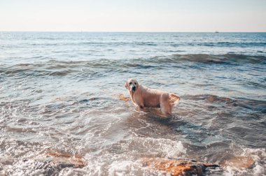 Neşeli Golden Retriever yüzüyor, koşuyor, atlıyor, yazın deniz kıyısında suyla oynuyor..