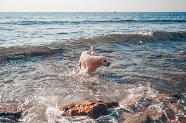 Neşeli Golden Retriever yüzüyor, koşuyor, atlıyor, yazın deniz kıyısında suyla oynuyor..