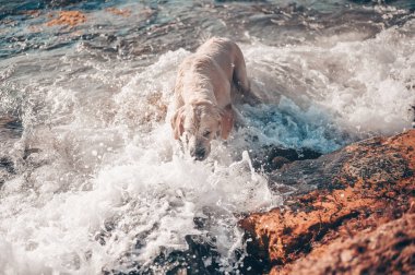 Neşeli Golden Retriever yüzüyor, koşuyor, atlıyor, yazın deniz kıyısında suyla oynuyor..