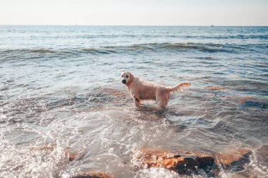 Neşeli Golden Retriever yüzüyor, koşuyor, atlıyor, yazın deniz kıyısında suyla oynuyor.
