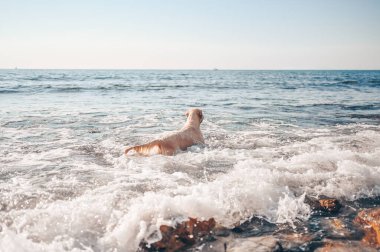 Neşeli Golden Retriever yüzüyor, koşuyor, atlıyor, yazın deniz kıyısında suyla oynuyor.