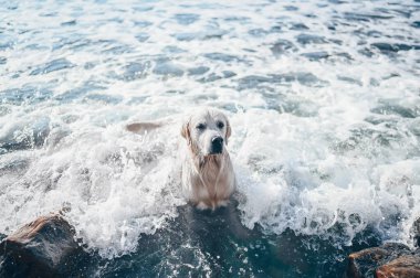 Neşeli Golden Retriever yüzüyor, koşuyor, atlıyor, yazın deniz kıyısında suyla oynuyor.