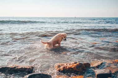 Neşeli Golden Retriever yüzüyor, koşuyor, atlıyor, yazın deniz kıyısında suyla oynuyor.