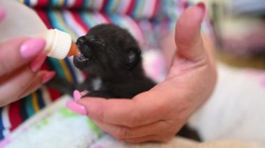 Yeni doğmuş şirin siyah kediyi bir şişe kedi sütü ile beslemeye yakın. Bebek kedi pudrası formülü..